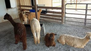 M&M Alpaca Farm