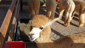 M&M Alpaca Farm