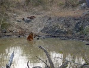 Bandipur Tiger Reserve 