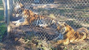 Carolina Tiger Reserve