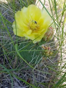 Prickly pear cactus