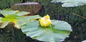 Pond Lilies