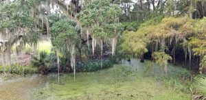 Bayou Louisiana