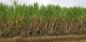 sugar cane