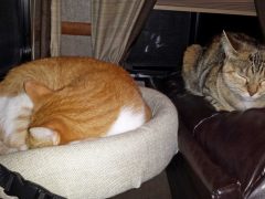 Comfortable Cats