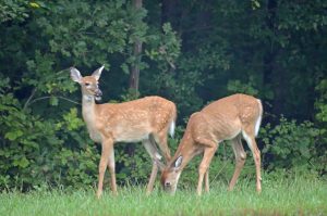 wildlife at Mammoth cave national park