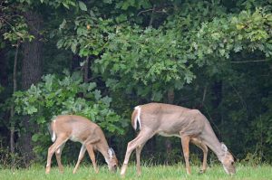 Deer at Mammoth Cave National Park
