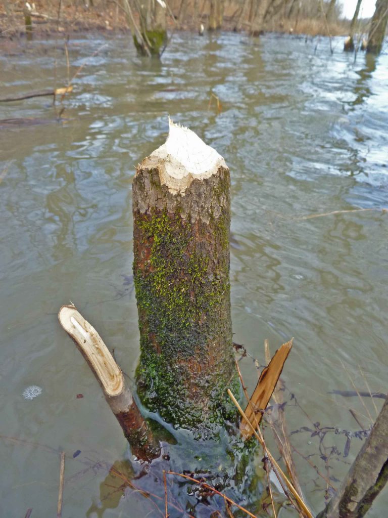 Beaver falling trees.