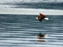 Bald eagle soaring at Lake Guntersville State Park in Alabama