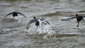 American coots flying