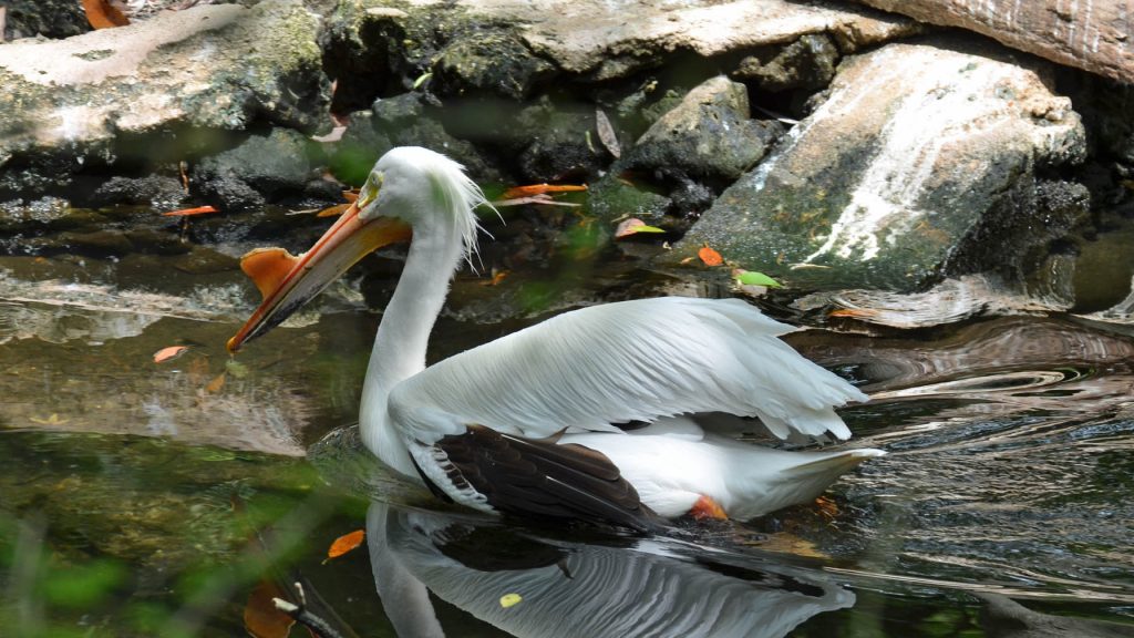 American White Pelican