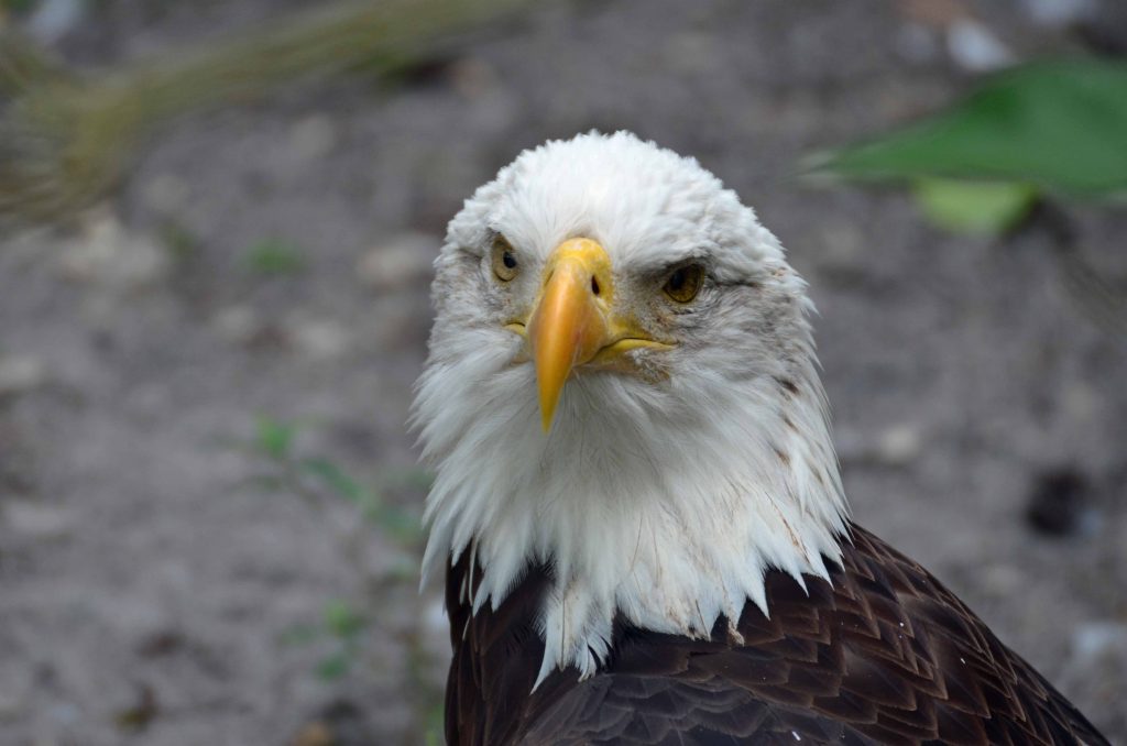 Bald Eagle