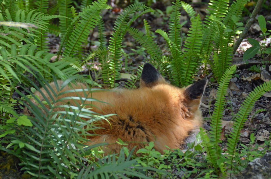 Red Fox