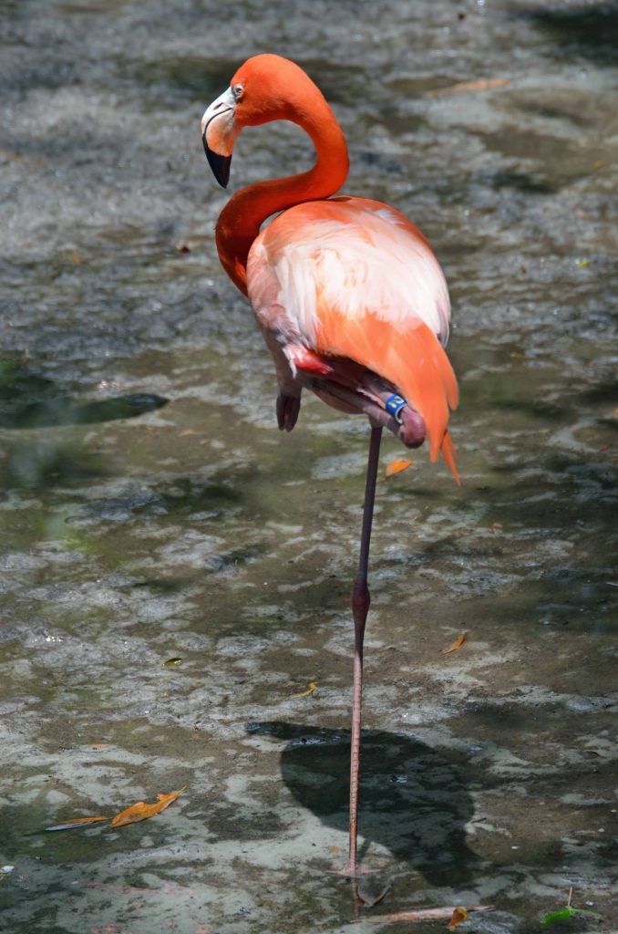 Flamingo