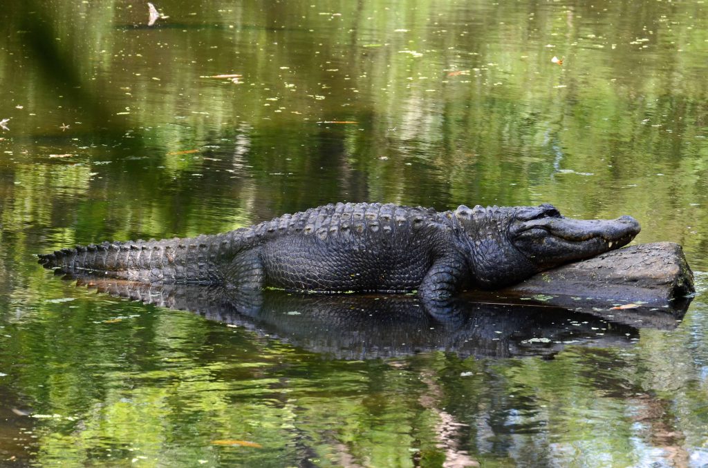 Alligator