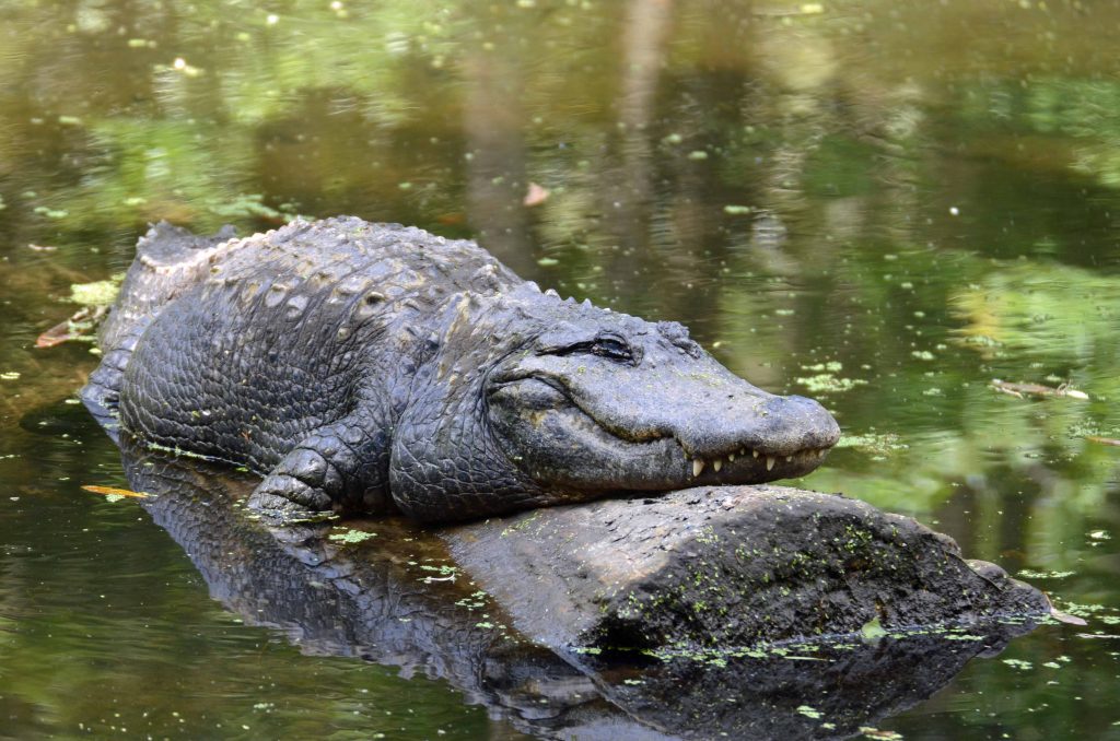 Alligator