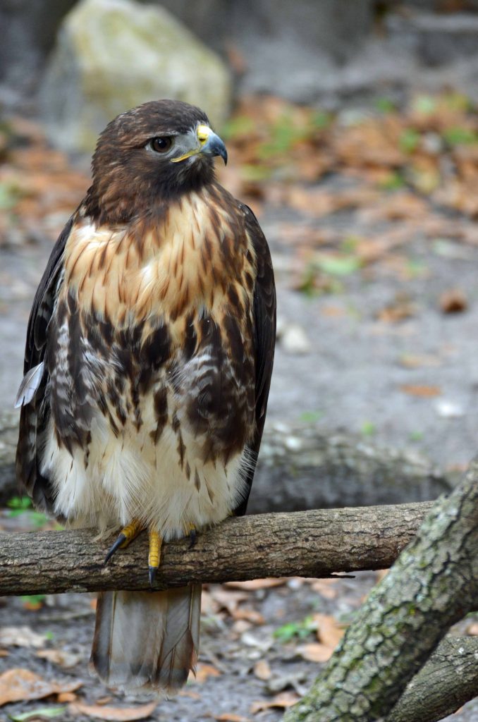 Red-tailed Hawk