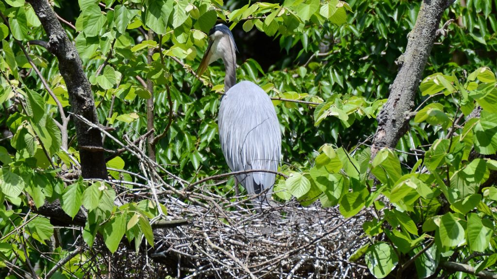 Great Blue Heron