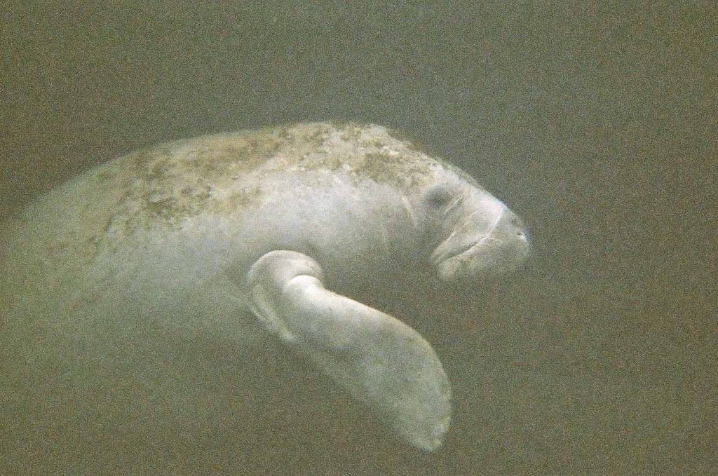 The manatees are huge! They can be well over ten feet long and weigh more than a thousand pounds.
