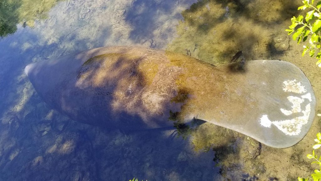 The manatees are attracted to the natural springs in northwest Florida during the winter that keep the water temperature warmer.