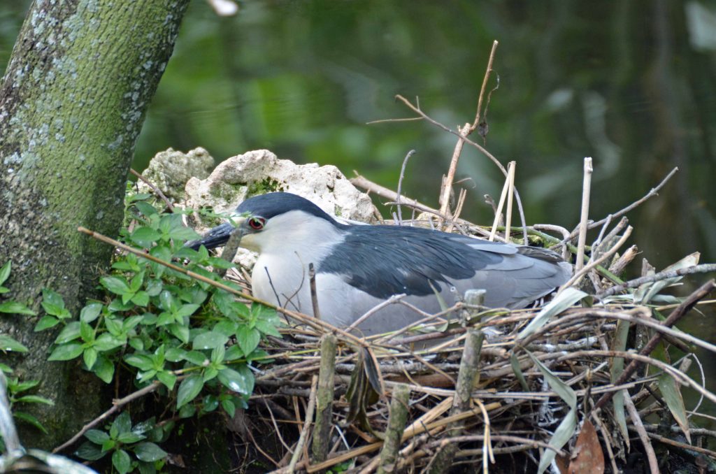 Black-crowned Night Heron