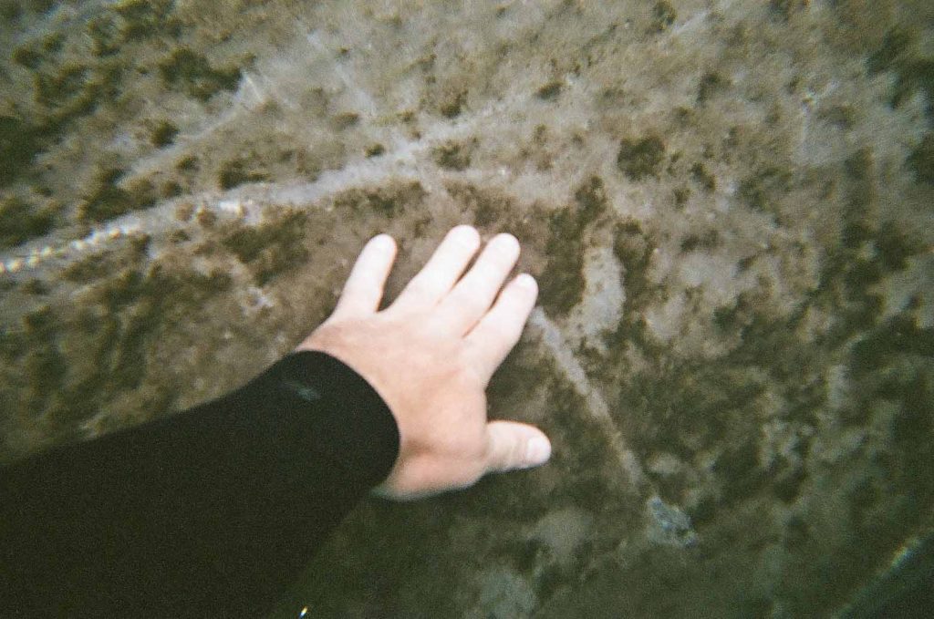 Algae slime on leathery skin. Manatees.