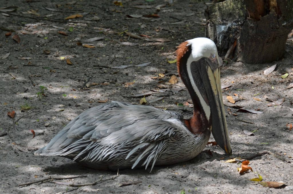 Wood Stork