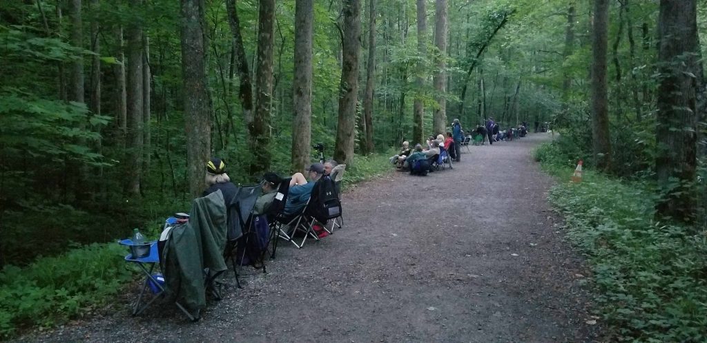 people watching synchronized fireflies