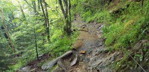 Trail to Mount Le Conte in the Smokies