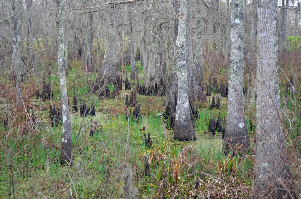 Bayou Teche National Wildlife Refuge in coastal Cajun