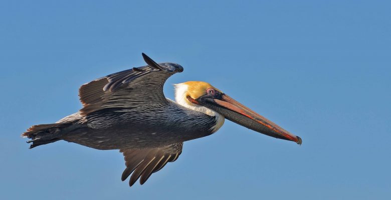 Louisiana brown pelican