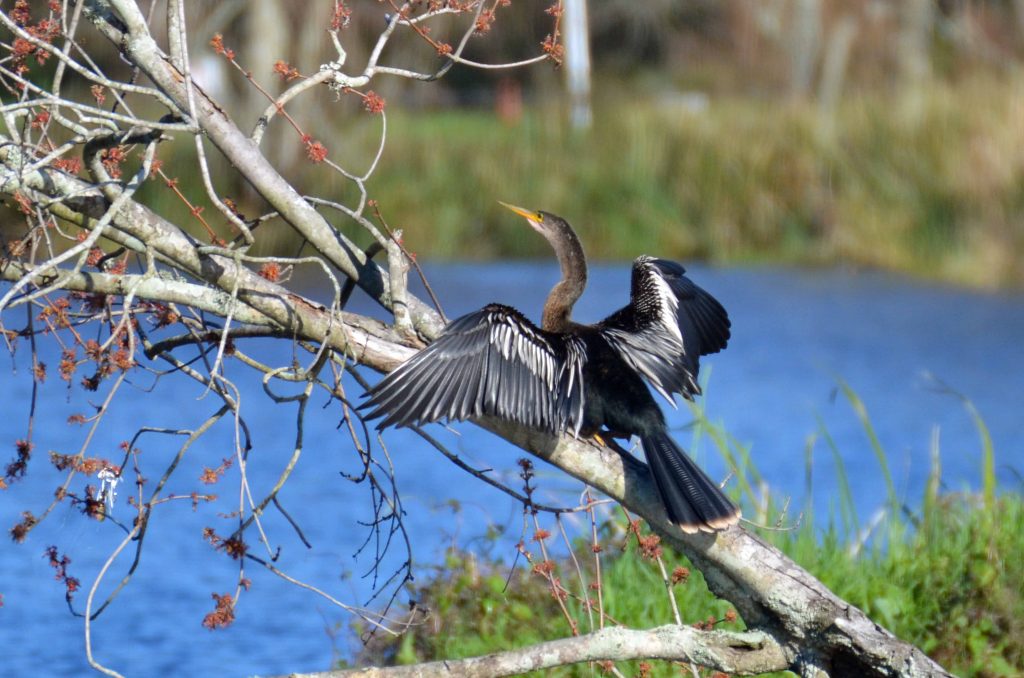 anhinga drying feathers on tree limb