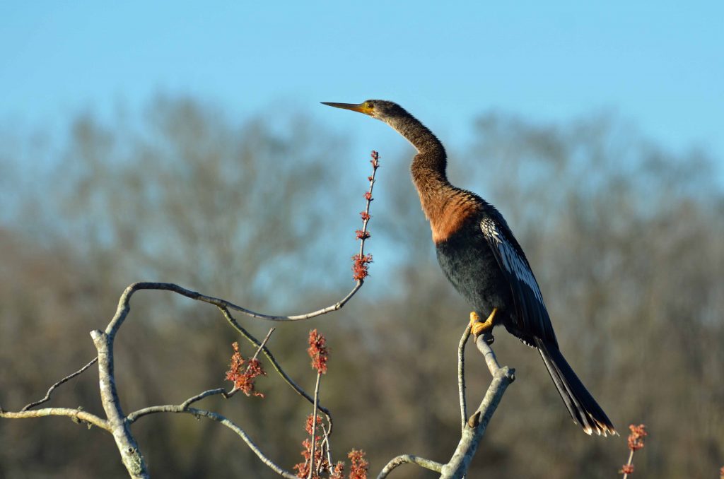 anhinga bird sitting on tree limb