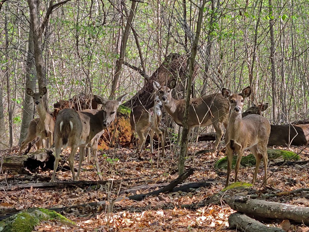 deer in woods