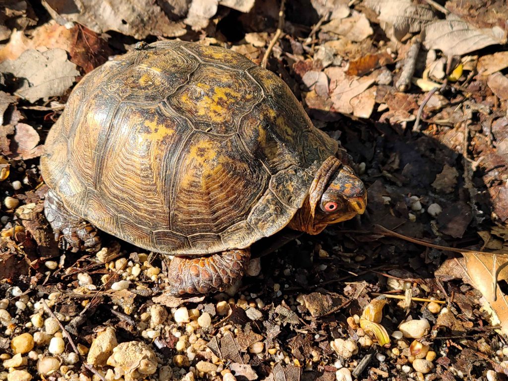 A Box turtle crossing the trail.