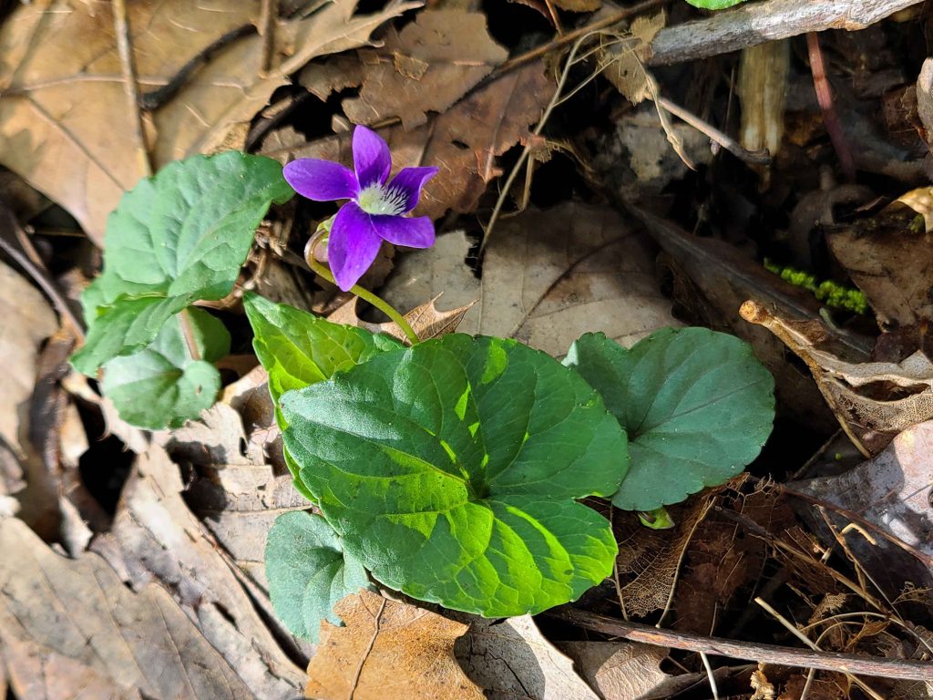 A wild violet announcing spring.