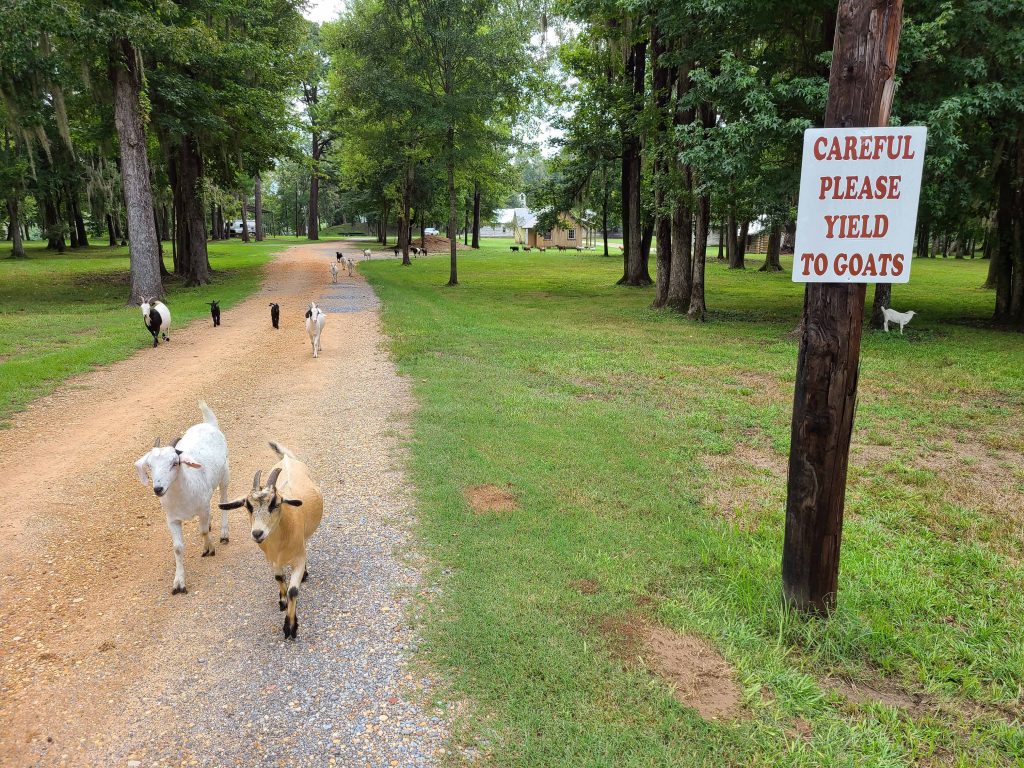 Yield to Goats sign protecting the goats as they walk down the middle of the road at Jackson Lake Island in Alabama where Big Fish movie was filmed.