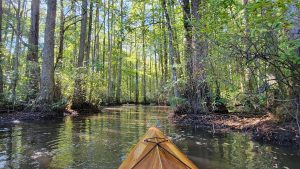 Robertson Millpond Preserve in Raleigh, North Carolina.