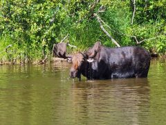 Moose standing in river at Isle Royale National Park.
