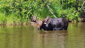 Moose standing in river at Isle Royale National Park.