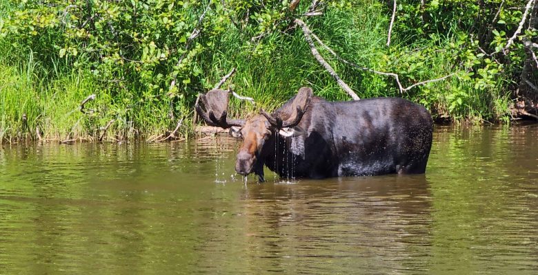 Moose standing in river at Isle Royale National Park.