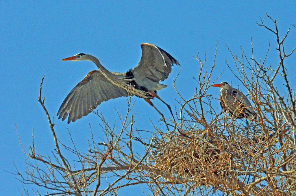 A nesting pair of Great Blue Heron on a nest in a tree.