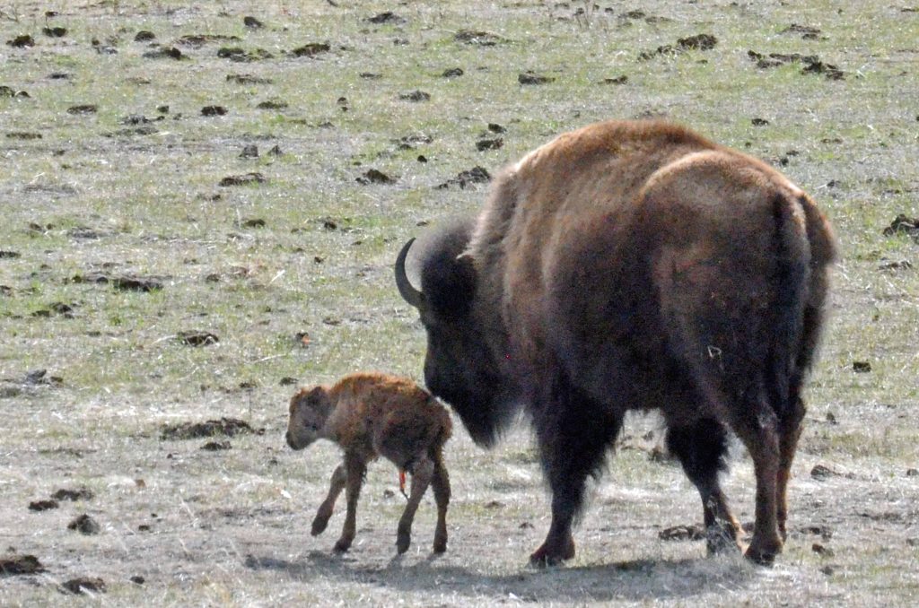 A buffalo walks adjacent to a newborn calf.
