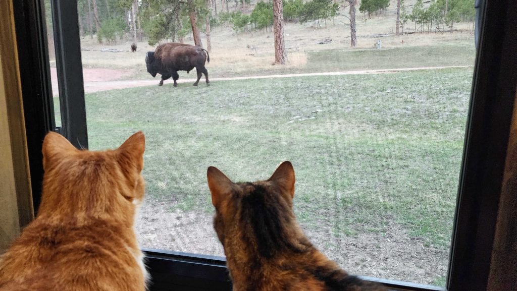 Large buffalo bull walking by door to RV.