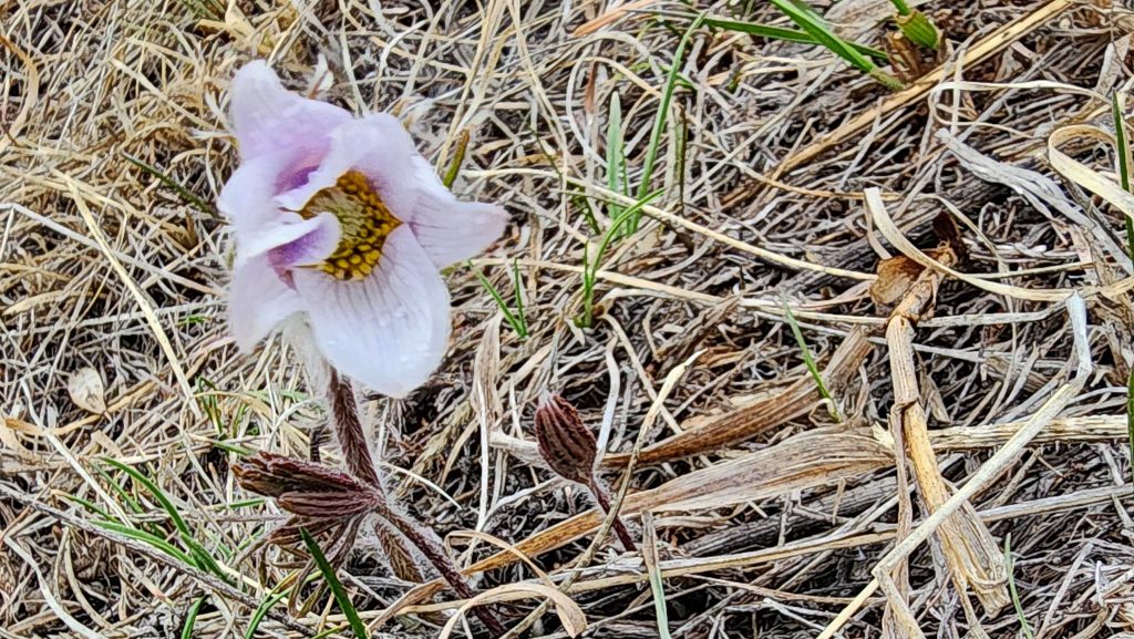 Purple pasque flower.