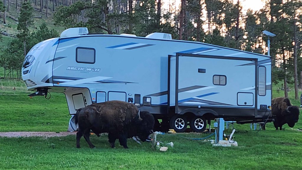 Two buffalo walking very close to a parked fifth wheel RV.