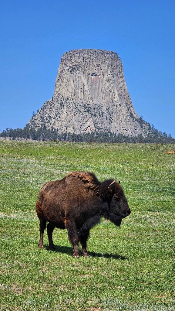 Buffalo standing in front of Devils Tower National Monument.