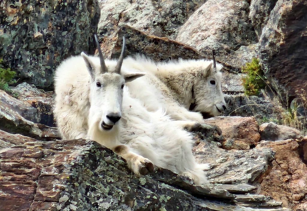 Two mountain goats resting on the rocks.