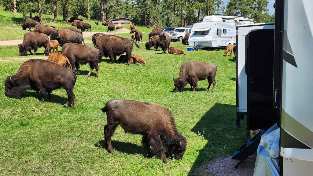 Herd of bison cows and calves grazing and resting outside of my RV travel trailer.