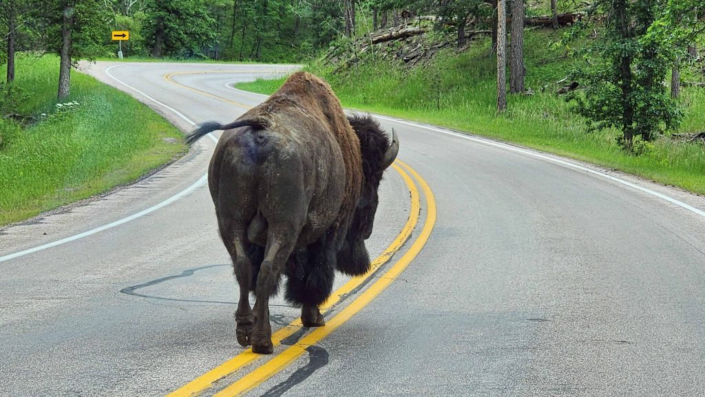 One bull buffalo walking along the yellow center line of the road in the Black Hills.